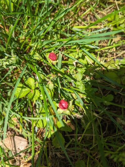 Di Maggio Park - Paramus, NJ