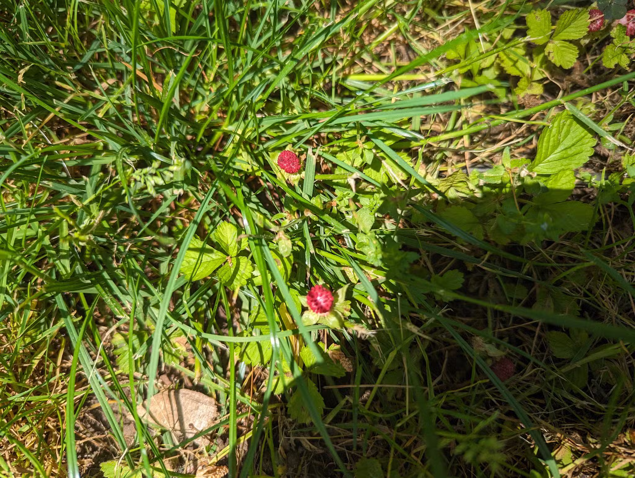 Di Maggio Park - Paramus, NJ