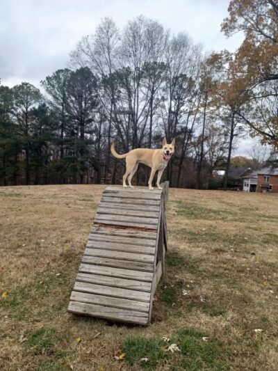 Atkins Porter Dog Park - Paris, TN