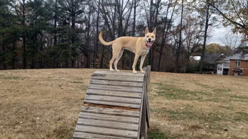 Atkins Porter Dog Park - Paris, TN