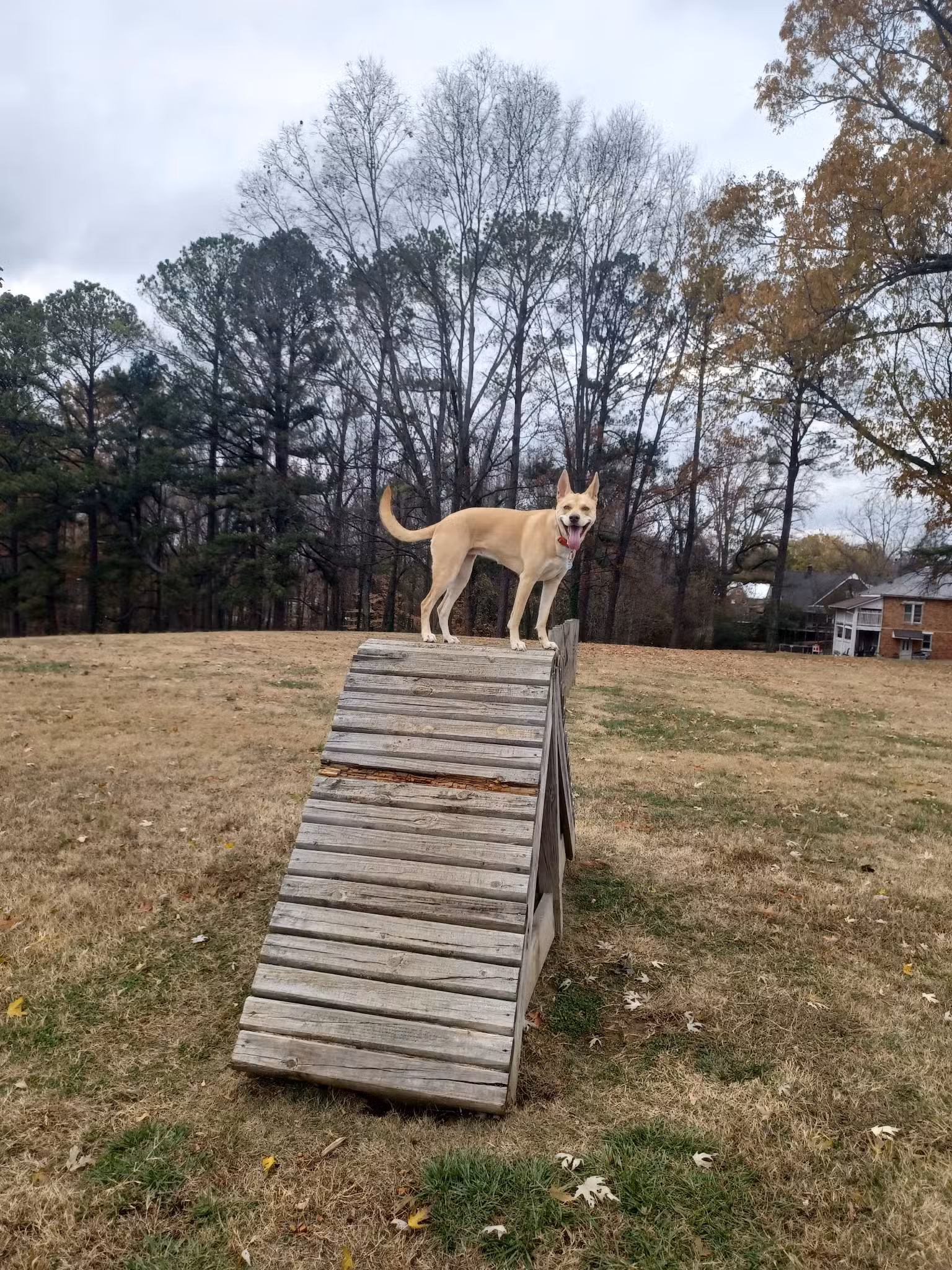 Atkins Porter Dog Park - Paris, TN
