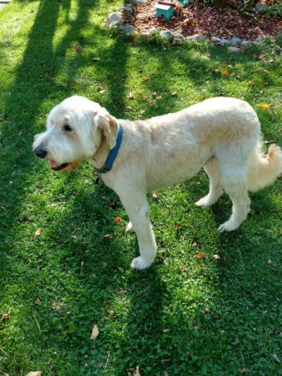 Dogs Paw Inc. - Park Rapids, MN