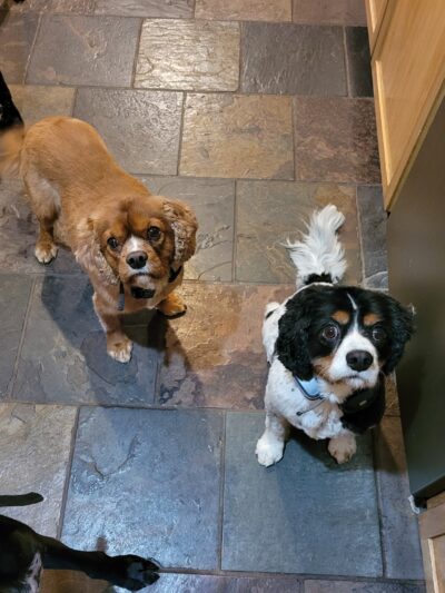 Dogs Paw Inc. - Park Rapids, MN