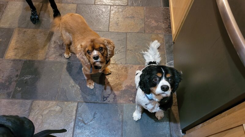 Dogs Paw Inc. - Park Rapids, MN
