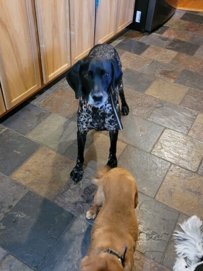 Dogs Paw Inc. - Park Rapids, MN