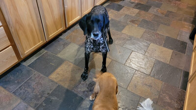 Dogs Paw Inc. - Park Rapids, MN