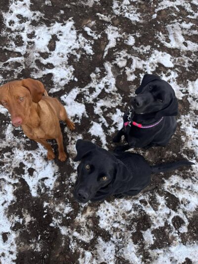 Dogs Paw Inc. - Park Rapids, MN