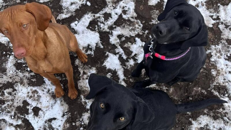 Dogs Paw Inc. - Park Rapids, MN