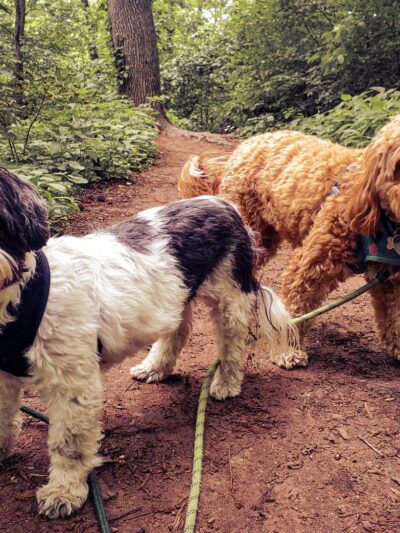 Park Slope Pups - ,