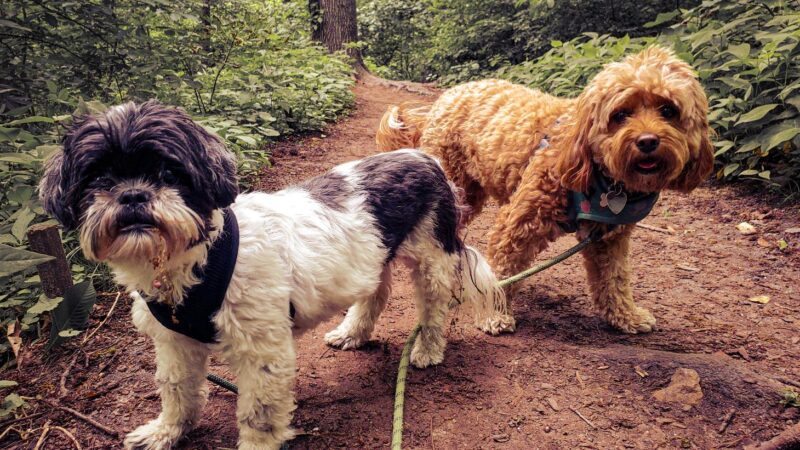 Park Slope Pups - ,