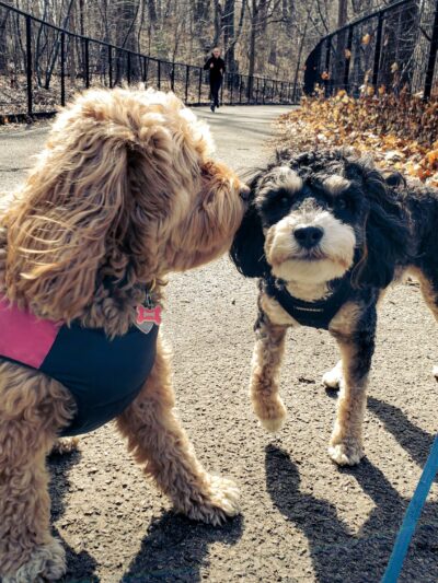 Park Slope Pups - ,