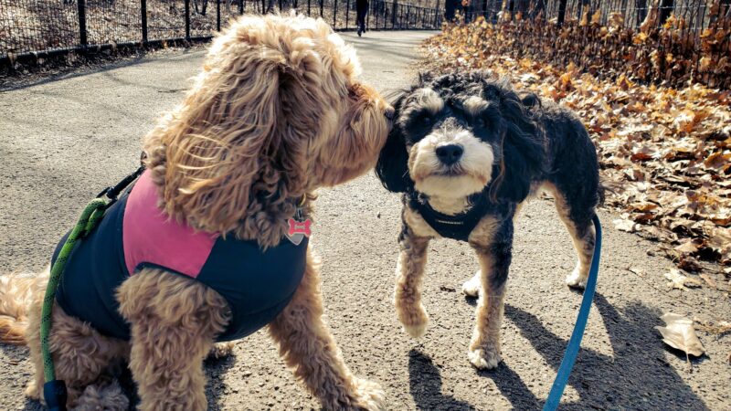 Park Slope Pups - ,