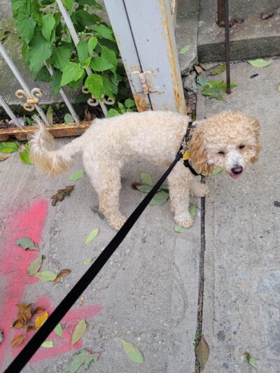 Park Slope Pups - ,