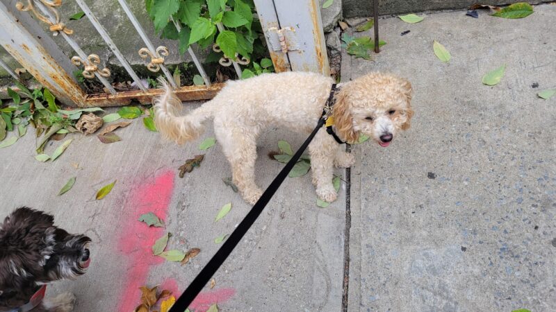 Park Slope Pups - ,