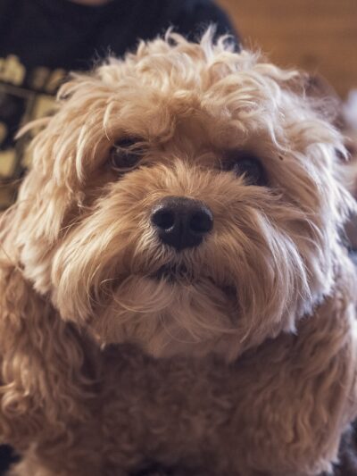 Park Slope Pups - ,
