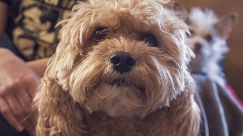 Park Slope Pups - ,