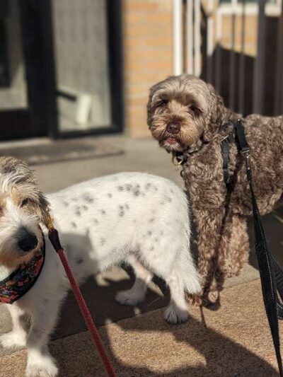 Park Slope Pups - ,