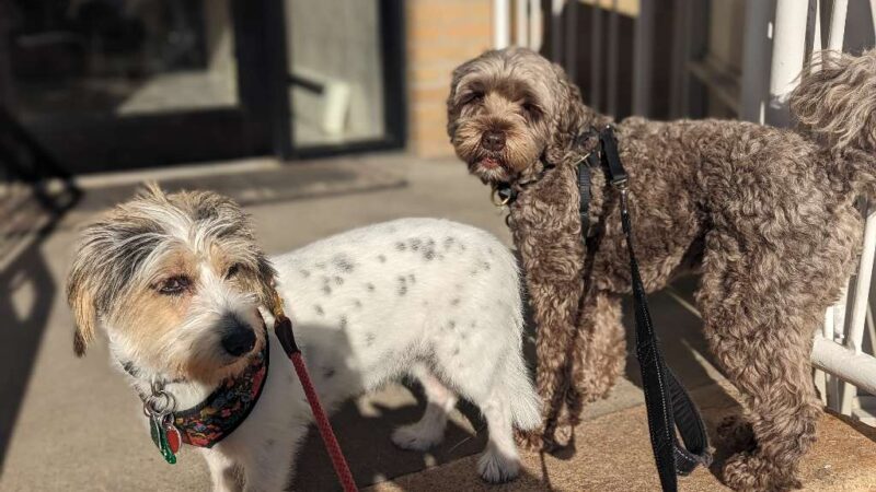 Park Slope Pups - ,