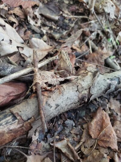 Johnson T. Janes Park - Parkersburg, WV