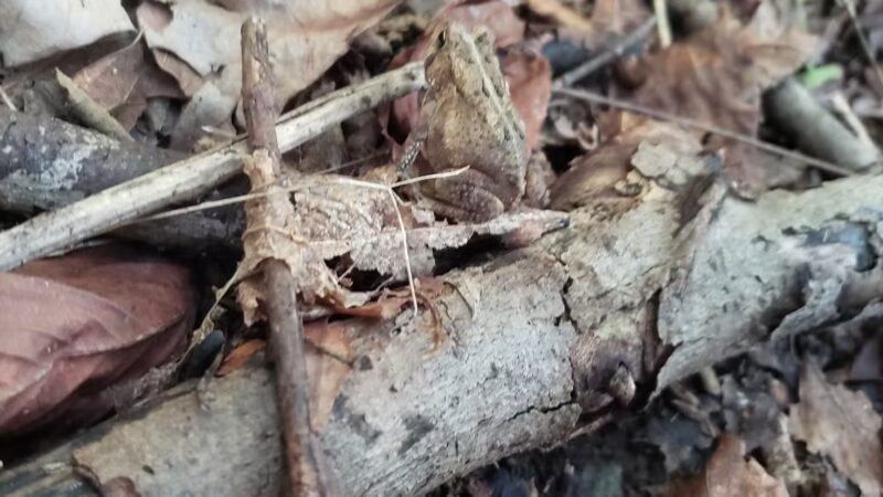 Johnson T. Janes Park - Parkersburg, WV