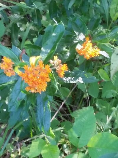 WVUP Walking Trail - Parkersburg, WV