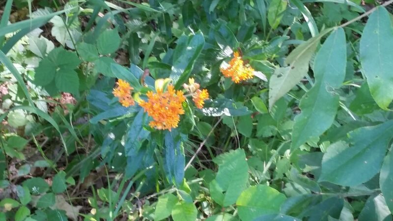 WVUP Walking Trail - Parkersburg, WV