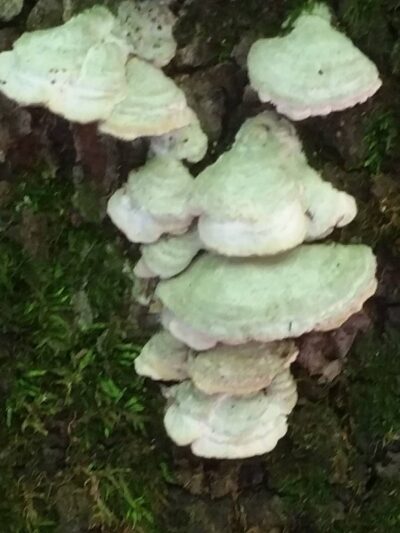 WVUP Walking Trail - Parkersburg, WV