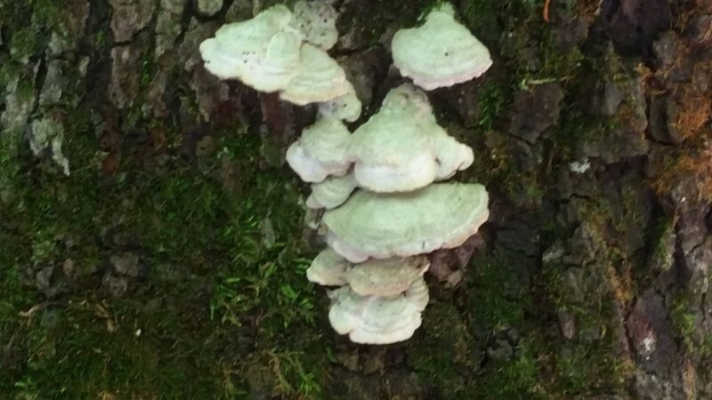 WVUP Walking Trail - Parkersburg, WV
