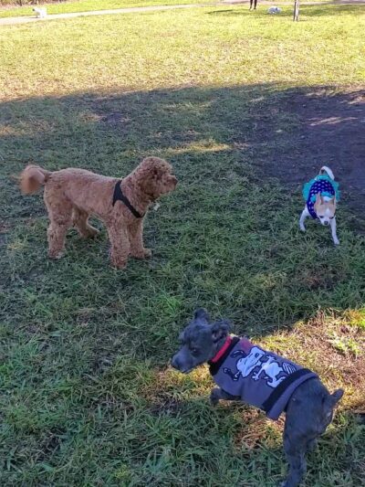Barkland Dog Park - Parkland, FL
