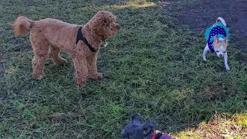 Barkland Dog Park - Parkland, FL