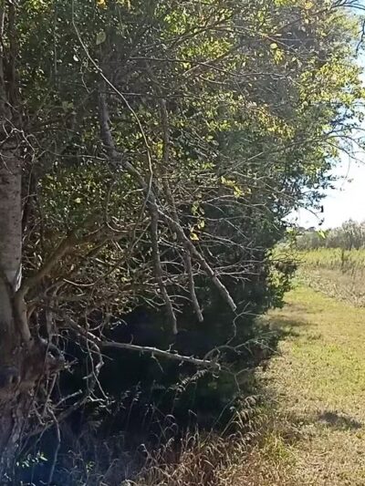 Mutton Hunk Fen Natural Area Preserve - Parksley, VA