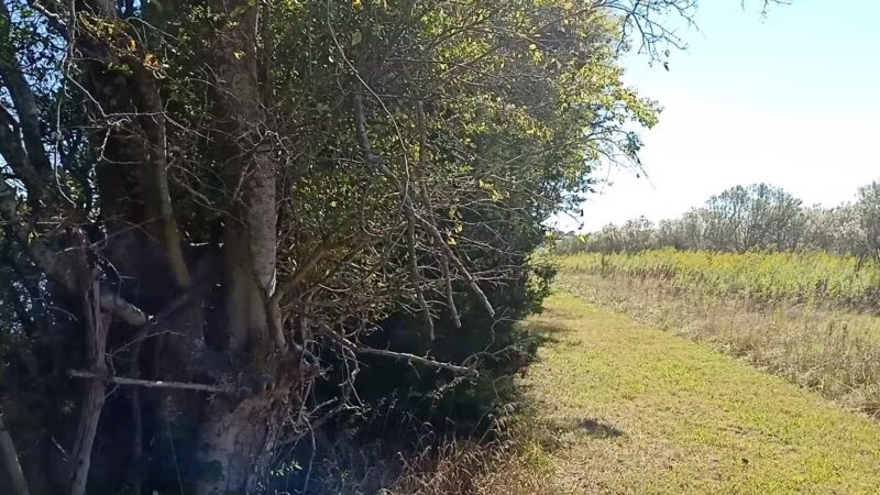 Mutton Hunk Fen Natural Area Preserve - Parksley, VA