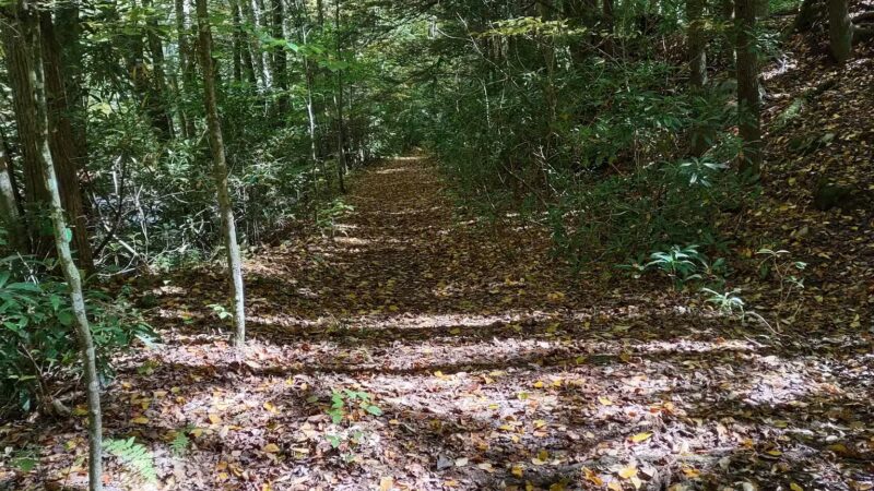 Dry Fork Trailhead - Parsons, WV