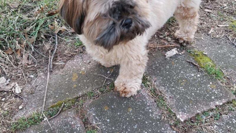 Parwin's Dog Walking and Pet Sitting Service LLC - ,