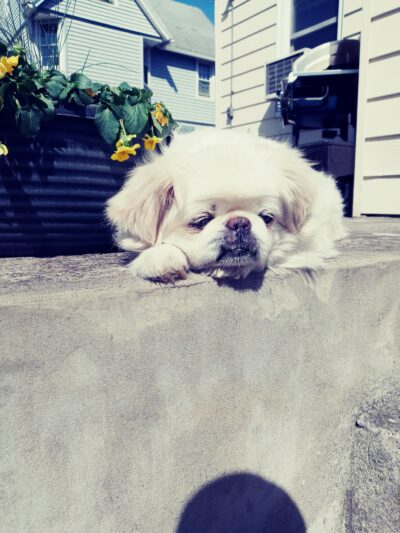 Parwin's Dog Walking and Pet Sitting Service LLC - ,