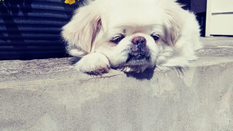 Parwin's Dog Walking and Pet Sitting Service LLC - ,