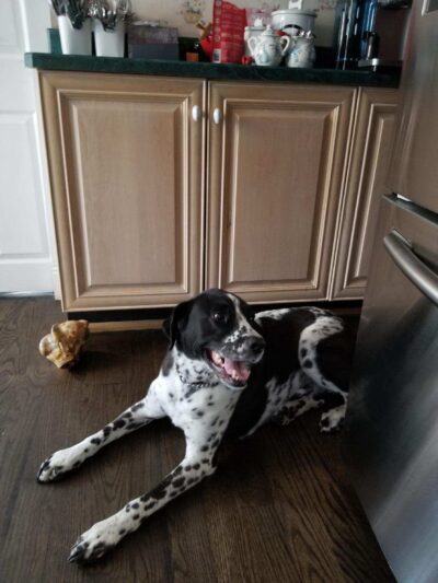 Parwin's Dog Walking and Pet Sitting Service LLC - ,