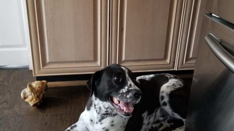 Parwin's Dog Walking and Pet Sitting Service LLC - ,