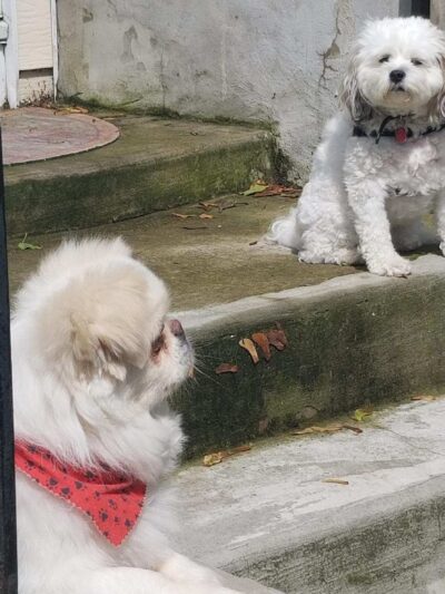 Parwin's Dog Walking and Pet Sitting Service LLC - ,