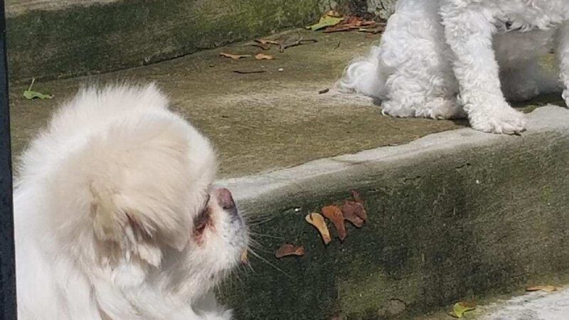 Parwin's Dog Walking and Pet Sitting Service LLC - ,