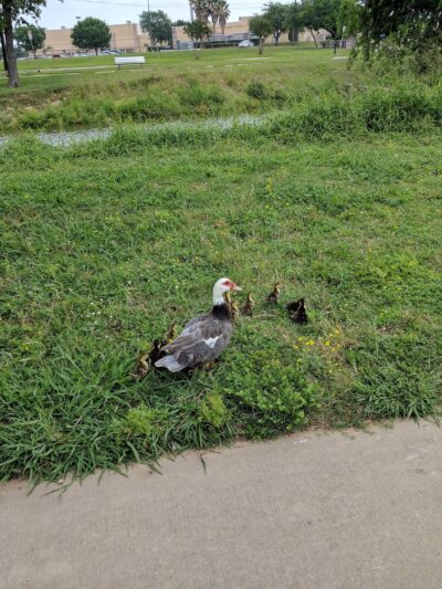 Parklane Park - Pasadena, TX