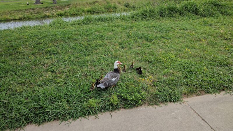 Parklane Park - Pasadena, TX