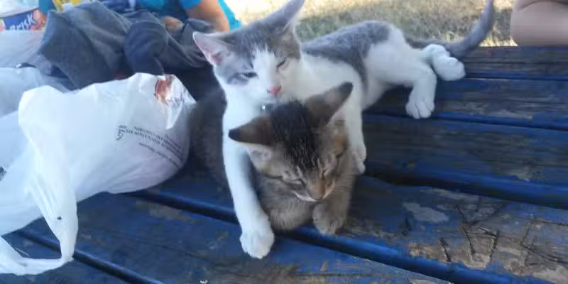 Parklane Park - Pasadena, TX