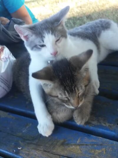 Parklane Park - Pasadena, TX