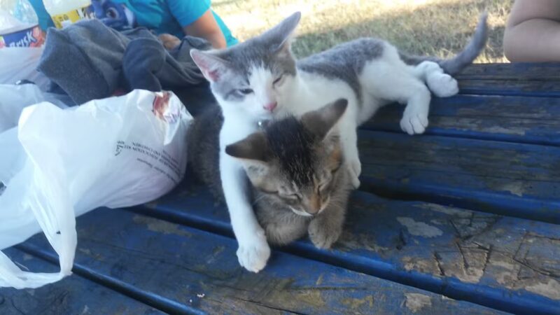 Parklane Park - Pasadena, TX