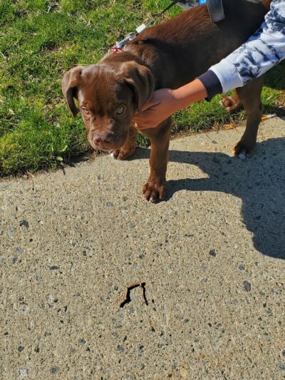 Dog Park - Paterson, NJ