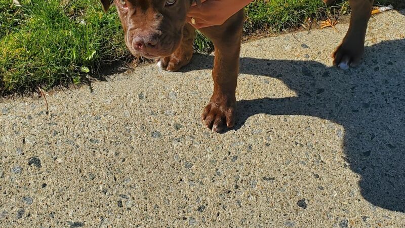 Dog Park - Paterson, NJ