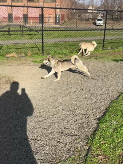 Dog Park - Paterson, NJ