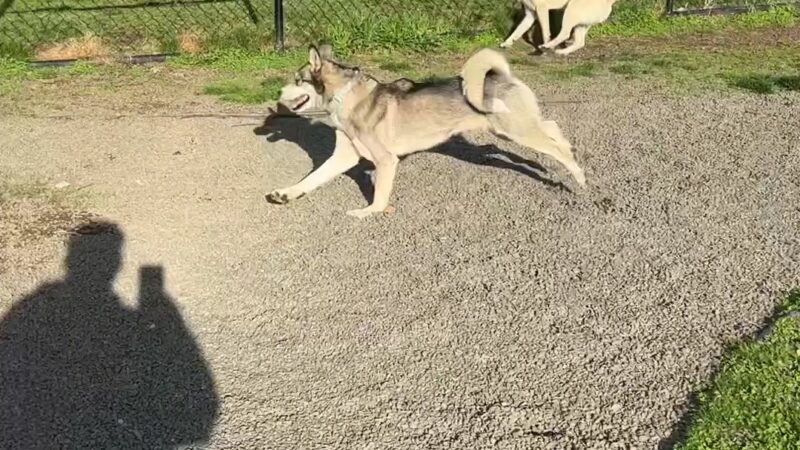 Dog Park - Paterson, NJ