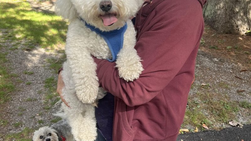 The Dog Tutor - Pawling, NY